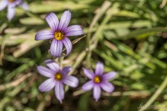 Sisyrinchium platense