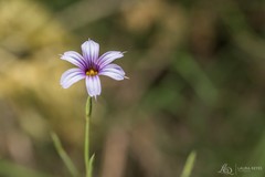Sisyrinchium platense