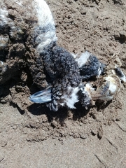 Spheniscus magellanicus