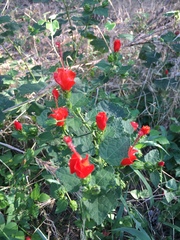 Malvaviscus arboreus drummondii