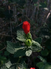 Malvaviscus arboreus drummondii