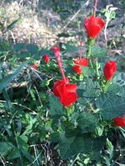 Malvaviscus arboreus drummondii