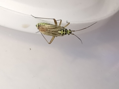 Oncotylus viridiflavus