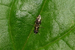 Euryneura