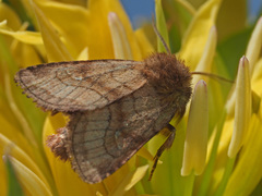 Eriopygodes imbecilla