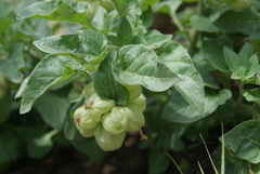 Physochlaina physaloides