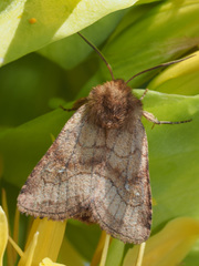 Eriopygodes imbecilla