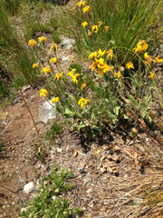 Arnica ovata