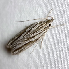Leistarcha