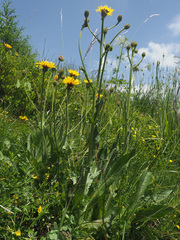 Crepis conyzifolia