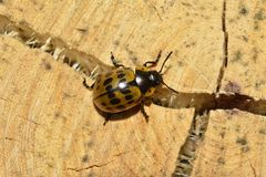 Platyphora fraterna