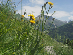 Crepis conyzifolia