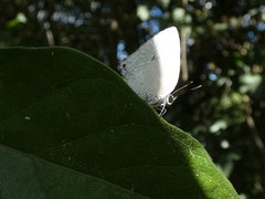 Strephonota tephraeus