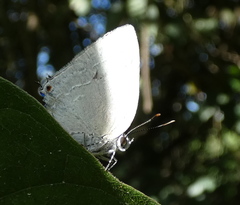 Strephonota tephraeus