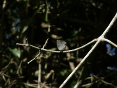 Strephonota tephraeus