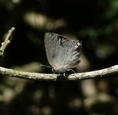 Strephonota tephraeus