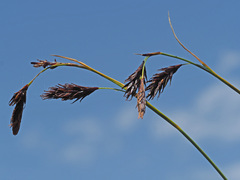 Carex frigida