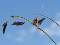 Carex frigida