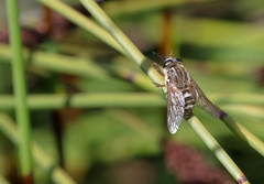 Pangoniinae