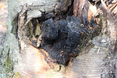 Inonotus obliquus sterilis