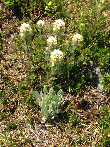 Castilleja parviflora var. albida