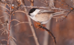 Poecile montanus