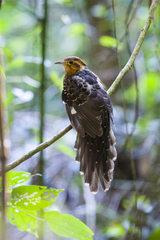 Dromococcyx pavoninus