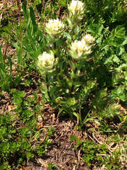 Castilleja parviflora albida