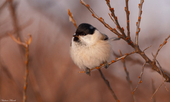 Poecile montanus