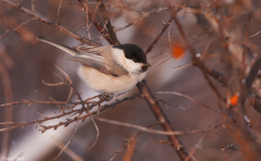 Poecile montanus