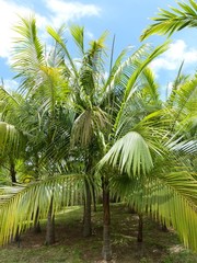 Acanthophoenix rousselii