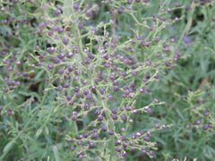 Scrophularia canina canina