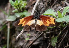 Acraea toruna
