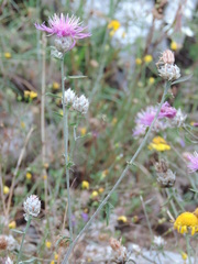 Centaurea deusta