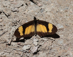 Acraea disjuncta
