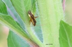 Adelphocoris suturalis