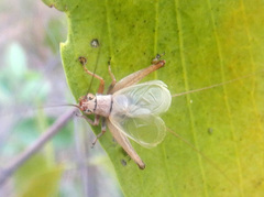 Eurepa wirkutta