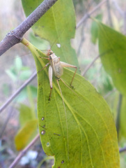 Eurepa wirkutta