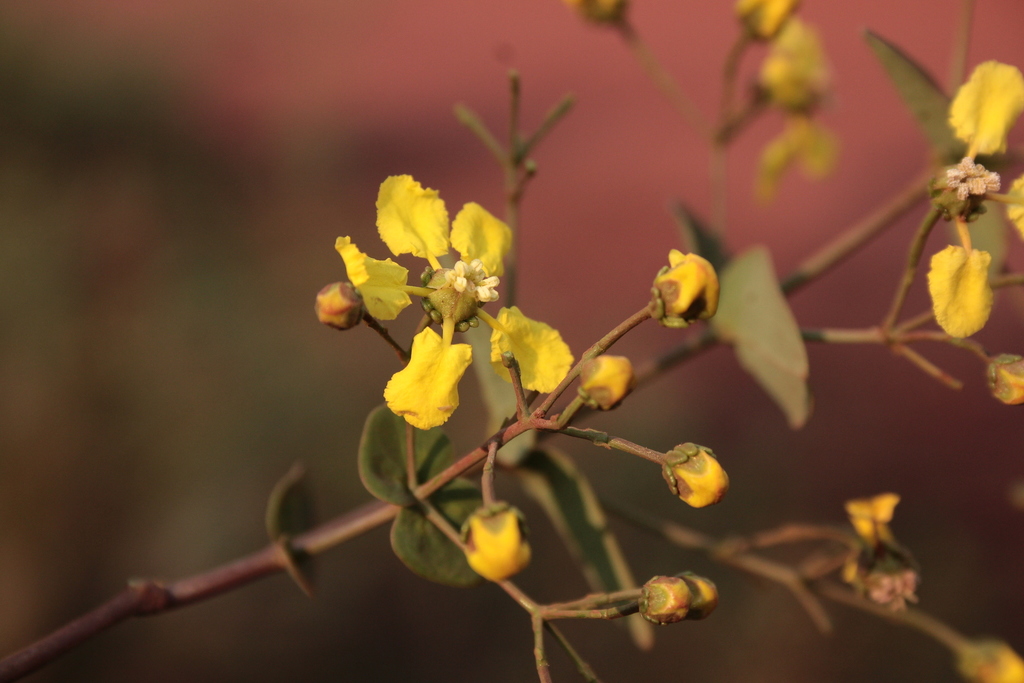 Heteropterys hypericifolia