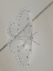 Naxa textilis