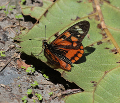 Acraea amicitiae