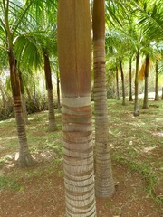 Acanthophoenix rousselii