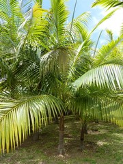 Acanthophoenix rousselii