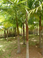 Acanthophoenix rousselii