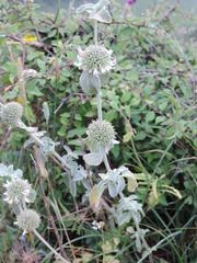 Marrubium incanum