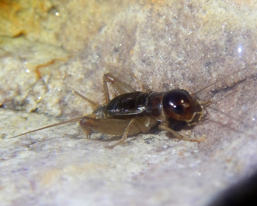 Rufocephalus