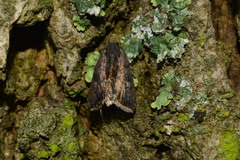 Micrathetis canifimbria