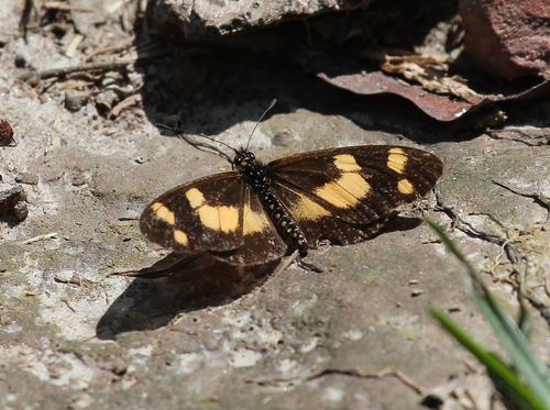 Telchinia ansorgei