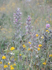 Stachys heraclea