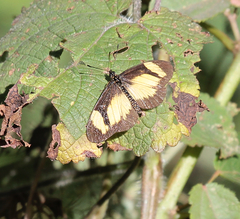 Acraea disjuncta
